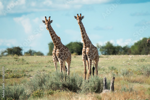 two big wild giraffes in the wild in namibia africa standing and lookin in the camera 