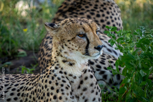 close-up of wild cheetah in the grass looking in the distance in namibia africa
