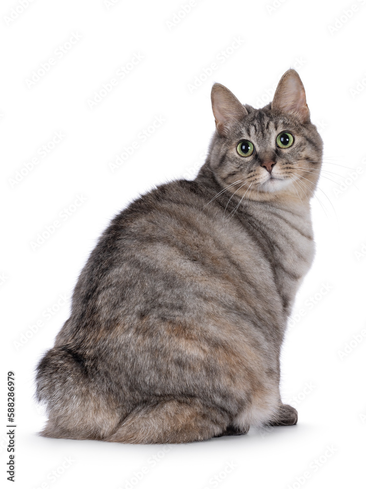 Obraz premium Sweet adult silver tortie Kurilian Bobtail cat, sitting backwards. Looking over shoulder towards camera with green eyes. Isolated on a white background.