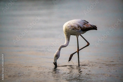Single Flamingo (Phoenicopterus chilensis) drinking water from the river photo