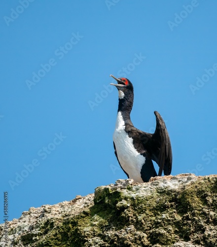 Vertical shot of a Guanay Cormorant (Phalacrocorax bougainvillii). Ballestas Islands, Peru photo