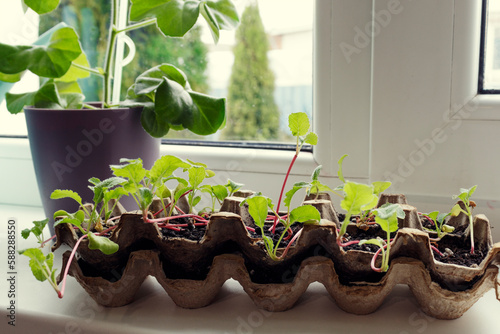 Reuse. The container for eggs is used as a planter for growing seedlings. Plants growing in an egg carton on black soil.