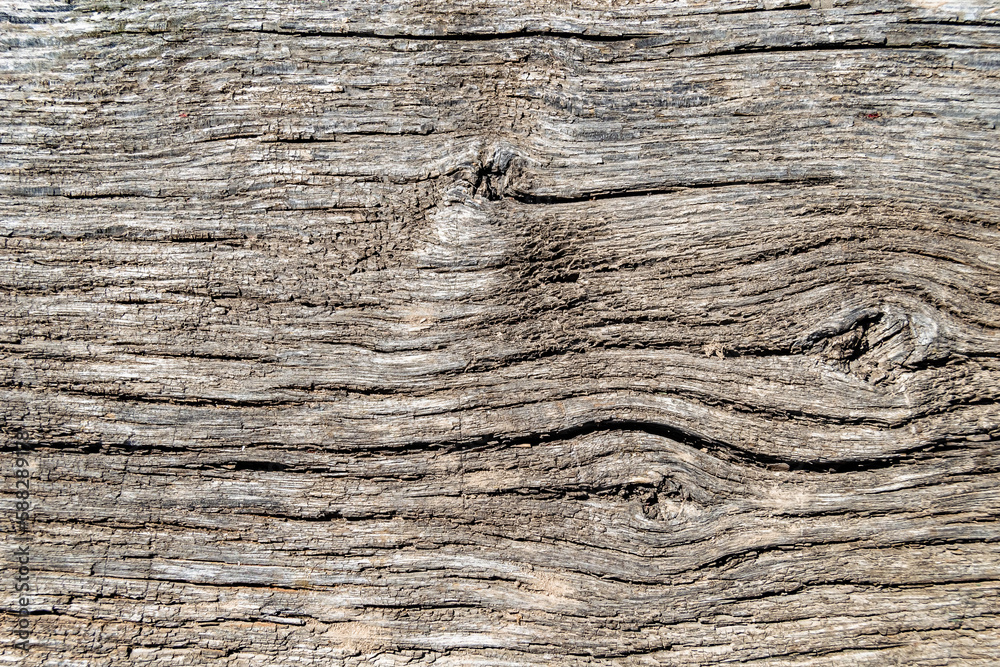 Beautiful wooden fracture old oak, natural texture close up Beautiful wooden fracture old oak, natural texture close up
