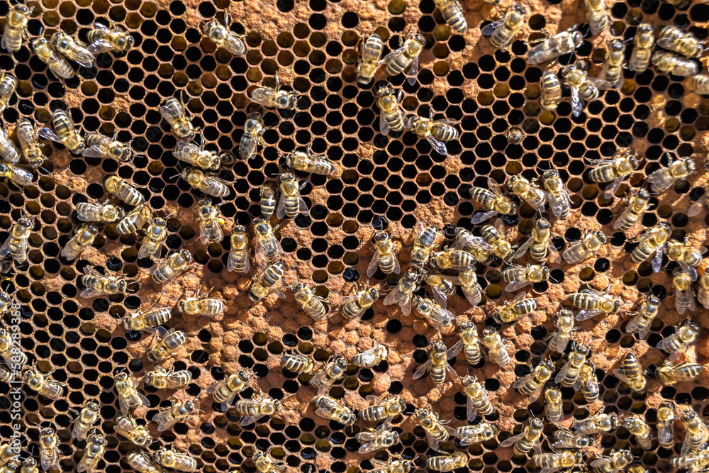 Abstract hexagon structure is honeycomb from bee hive filled Abstract hexagon structure is honeycomb from bee hive filled