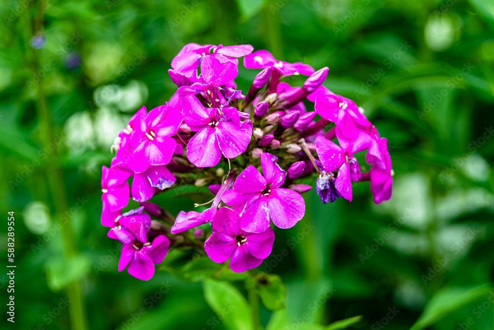 Beautiful wild growing flower phlox paniculata on meadow Beautiful wild growing flower phlox paniculata on meadow