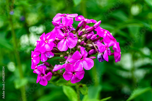 Beautiful wild growing flower phlox paniculata on meadow