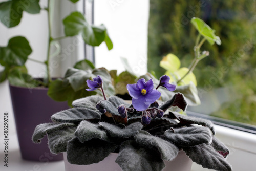 Blossoming deep blue purple colored african violet flower saintpaulia on windowsill. Flowering Saintpaulias.
