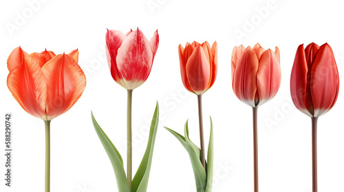 Set of Tulip Flowers Isolated on White Background  Image Ai Generated 