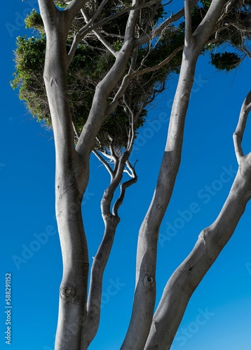 Vertical shot of a corymbia citriodora tree under the sunlight and a blue sky photo