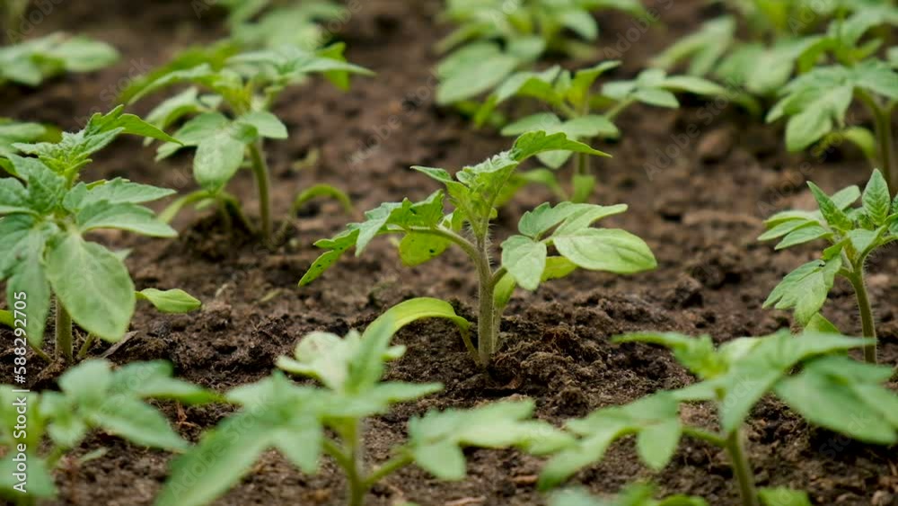 Seedlings of tomatoes grow in the garden. Selective focus. Seedlings of tomatoes grow in the garden. Selective focus.
