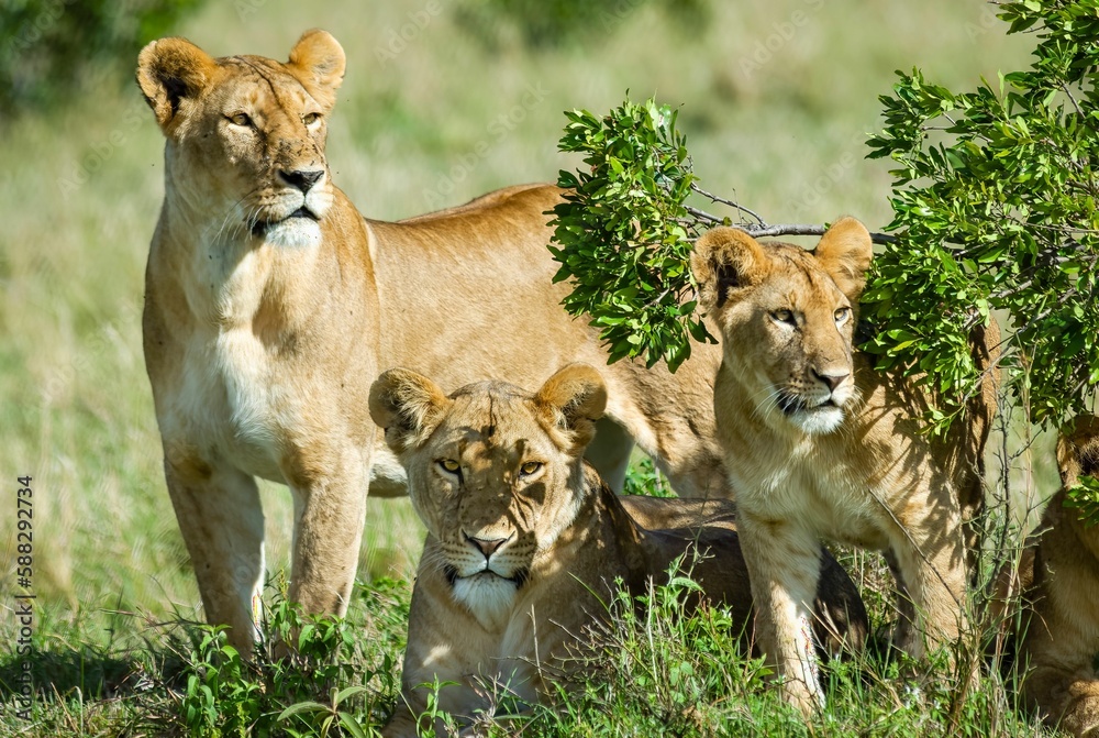 Fototapeta premium Family of beautiful lions on a field ear Grovnor camp on the Maria Mara, Kenya