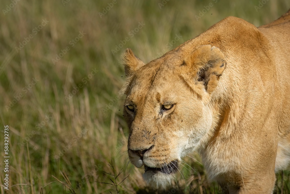 Closeup shot of a beautiful lioness on a field near Grovnor camp on the Maria Mara, Kenya Closeup shot of a beautiful lioness on a field near Grovnor camp on the Maria Mara, Kenya