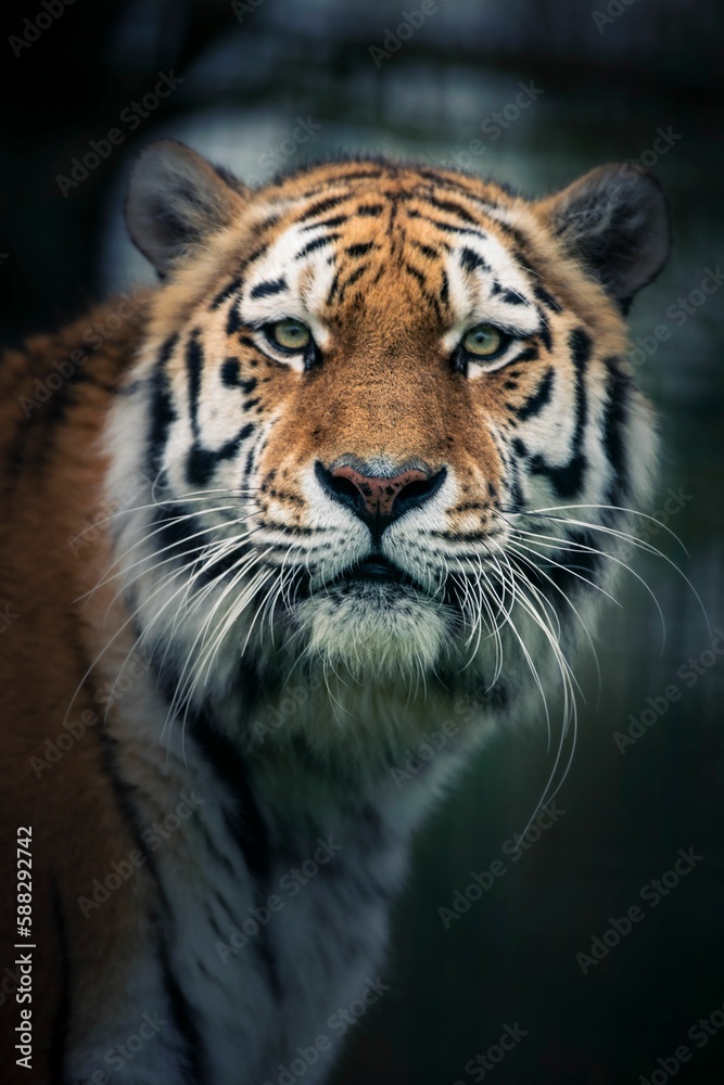 Vertical closeup shot of details on a beautiful Bengal tiger in a forest