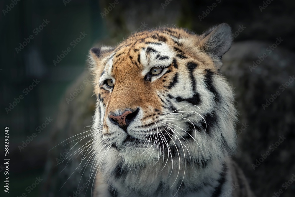 Closeup shot of details on a beautiful Bengal tiger in a forest Closeup shot of details on a beautiful Bengal tiger in a forest