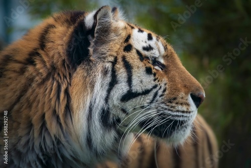 Fototapeta Naklejka Na Ścianę i Meble -  Closeup shot of details on a beautiful Bengal tiger in a forest