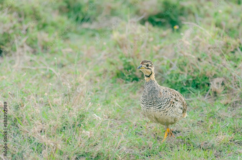 Close-up shot of a grouse running across the short grass in the Masai Mara, Kenya Close-up shot of a grouse running across the short grass in the Masai Mara, Kenya