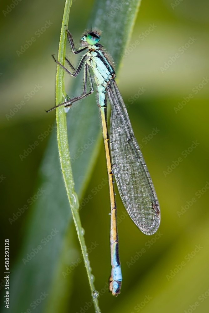 Vertical macro shot of a beautiful green dragonfly on a green plant Vertical macro shot of a beautiful green dragonfly on a green plant