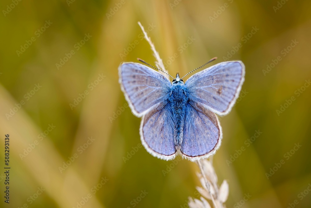 Selective focus shot of a silver studded blue butterfly on a plant Selective focus shot of a silver studded blue butterfly on a plant