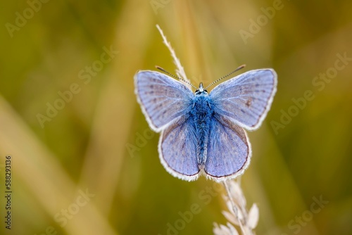 Selective focus shot of a silver studded blue butterfly on a plant