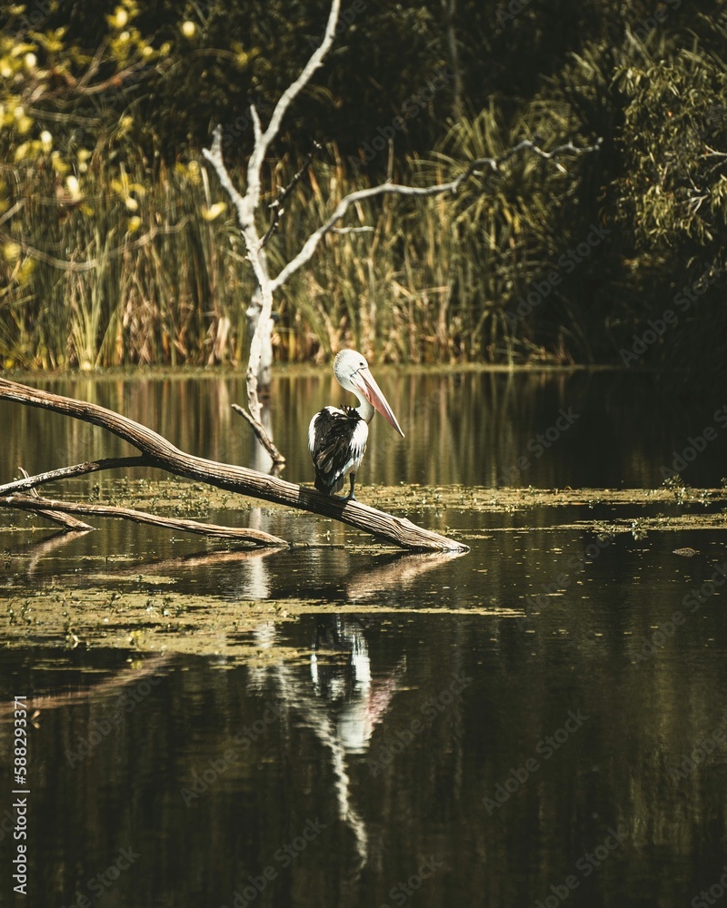 Vertical of a pelican perching on a tree branch on a lake, grass and trees background Vertical of a pelican perching on a tree branch on a lake, grass and trees background