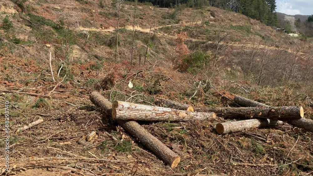 View of deforestation and illegal logging in forest. Cutting trees. Stacks of cut wood. Wood logs, timber logging. Forests destruction. Ecology and environmetal concept. View of deforestation and illegal logging in forest. Cutting trees. Stacks of cut wood. Wood logs, timber logging. Forests destruction. Ecology and environmetal concept.