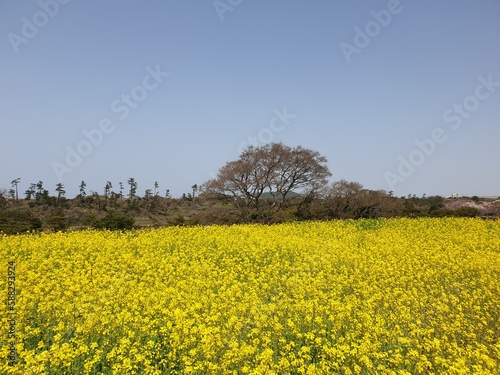 Jeju canola flowers