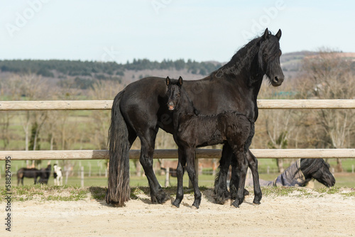 Cheval et son poulain de race frison dans la nature 