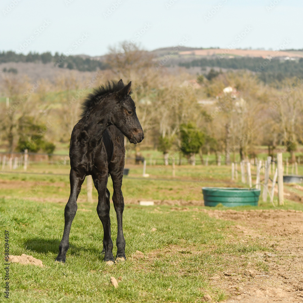 Cheval et son poulain de race frison dans la nature Cheval et son poulain de race frison dans la nature