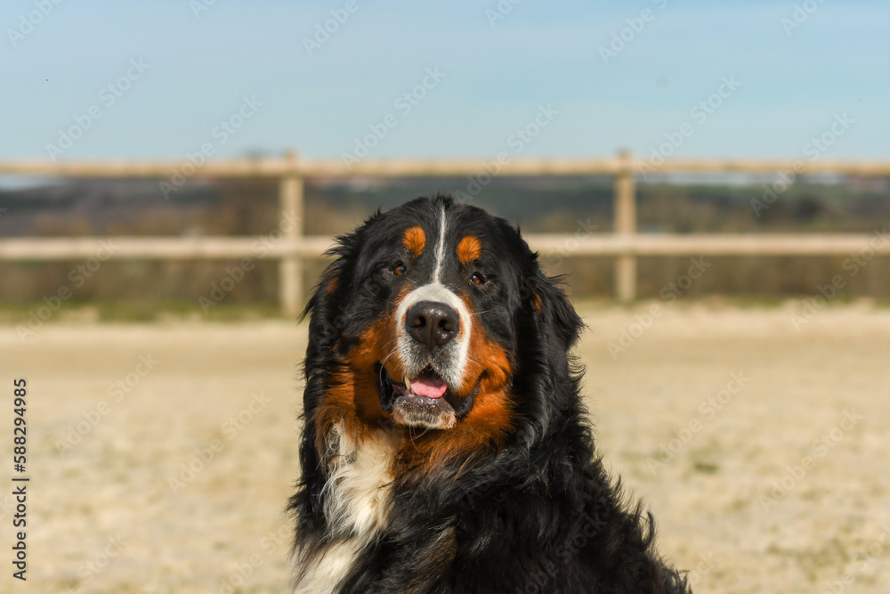 Un chien de race bouvier bernois dans un élevage Un chien de race bouvier bernois dans un élevage