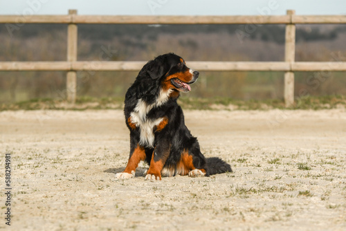 Un chien de race bouvier bernois dans un élevage 