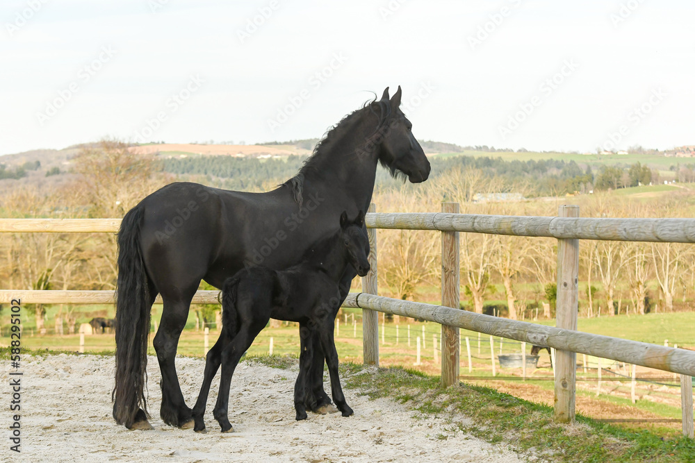 Cheval et son poulain de race frison dans la nature Cheval et son poulain de race frison dans la nature