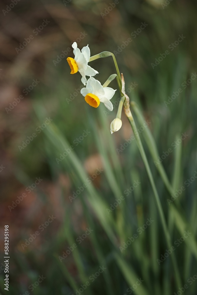 Obraz premium Vertical closeup shot of Bunch-flowered daffodils with green leaves on an isolated background