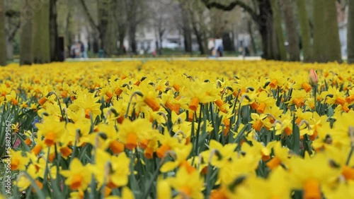 field of daffodils, narciss photo