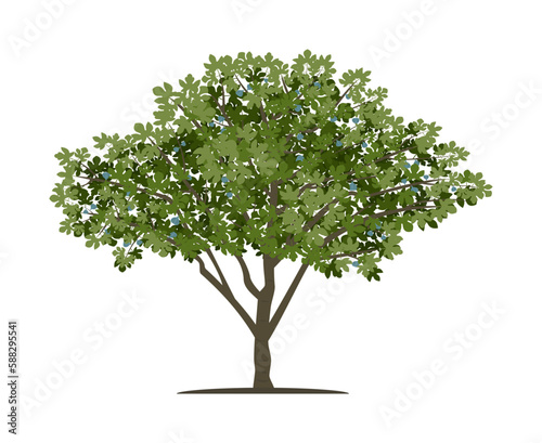 Vector drawing of fig tree. Isolated vector illustration of fig tree on a white background.