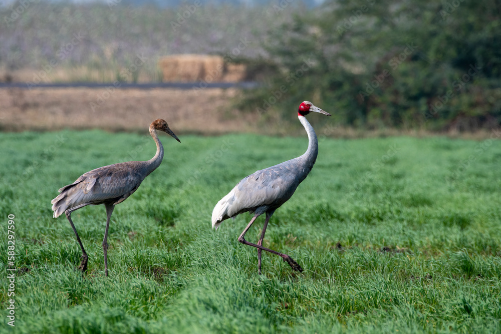 Obraz premium Sarus crane or Antigone antigone observed near Nalsarovar in Gujarat, India