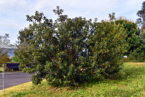 The lentisk tree (Pistacia lentiscus) in a public garden.