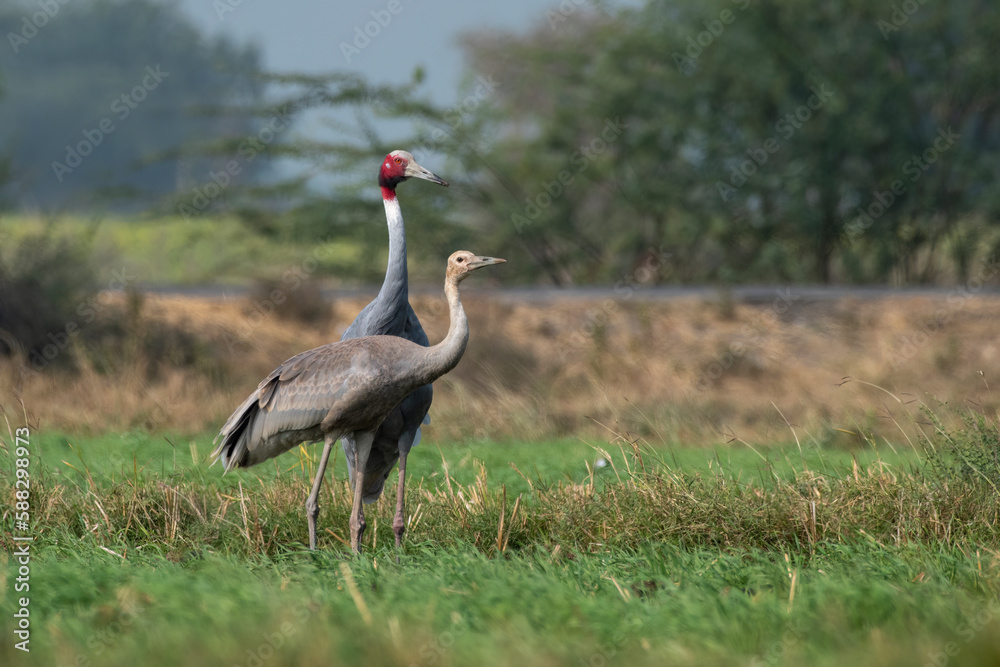 Obraz premium Sarus crane or Antigone antigone observed near Nalsarovar in Gujarat, India