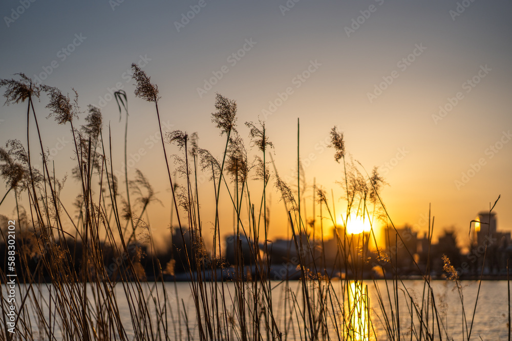 The swaying reeds under the sunset