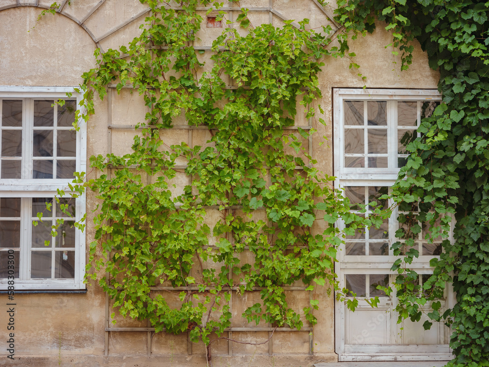 facade of a residential building with green plants. old european house in Munich city, Germany.