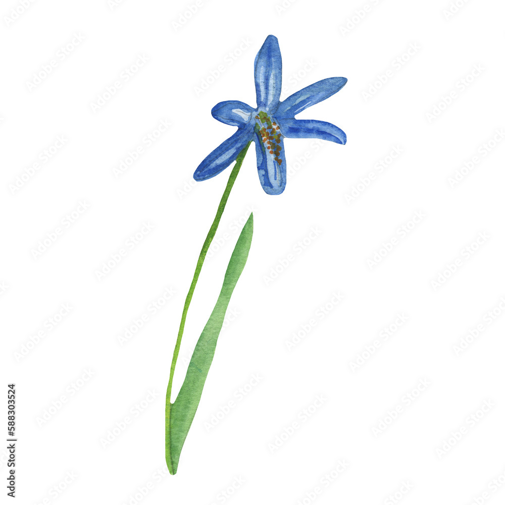 Blue wild flower. Watercolor hand-drawn painting illustration isolated on white background. Blue wild flower. Watercolor hand-drawn painting illustration isolated on white background.