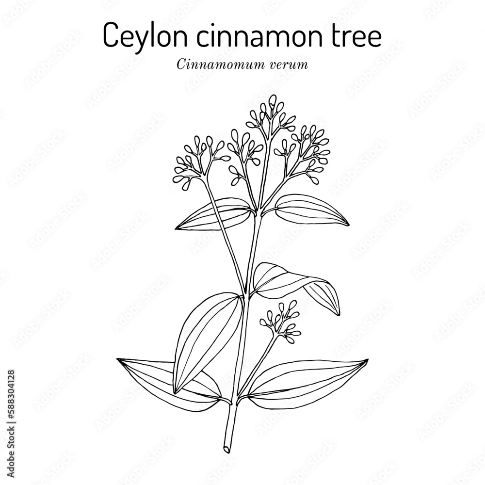 Ceylon cinnamon tree, Cinnamomum verum, spice and medicinal plant,