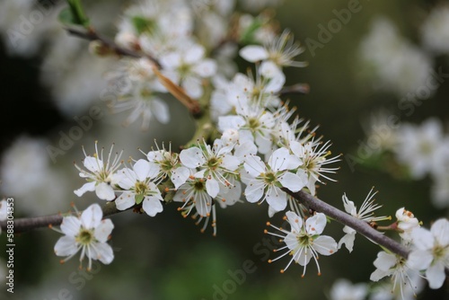 Prunus rivularis photo