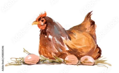 Hand-drawn watercolor Illustration of hen isolated on white background