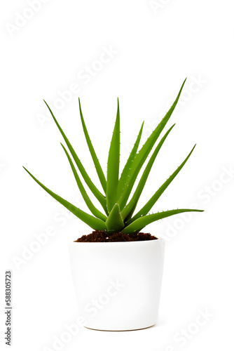 Indoor Plant Isolated On White Background