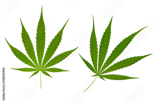 Cannabis Leaves Isolated On White Background