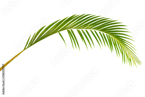 Palm Tree Branch Isolated On White Background