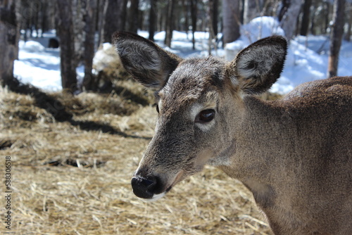 Closeup of white tailed derr photo