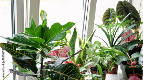 Indoor plants, flowers close-up. Care of indoor plants at home. Flower shop. A person waters indoor plants. plant care