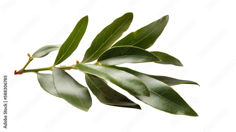 植物, 部品, オリーブ, green leaves, 緑 植物, 部品, オリーブ, green leaves, 緑