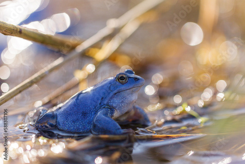 Moorfrosch in der Paarungszeit